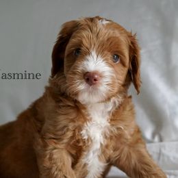 Jasmine - Apricot female Australian Labradoodle puppy in Manchaca, Texas from Heartrock Labradoodles