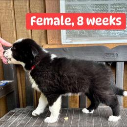 Red collar - Black and white female Yakutian Laika puppy in Bethel, Ohio from Caldersong Kennels