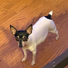Riley - Toy Fox Terrier