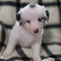 Purple collar-Fig - Blue merle female Miniature American Shepherd puppy in Statesboro, Georgia from Azure Miniature American Shepherds