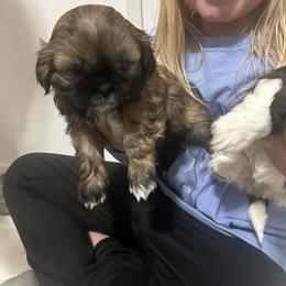 Boy 2 - Red and white male Shih Tzu puppy in Autryville, North Carolina from Carter Family Retrievers