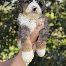 Slate - Blue merle male Bernedoodle puppy in Ashland, Kentucky from Still Waters Farm
