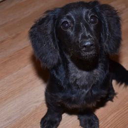 Wednesday - Dachshund