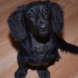 Wednesday - Dachshund