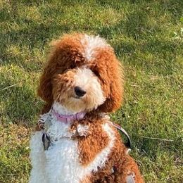 Australian Labradoodles, Goldendoodles, and Poodles from Aloha Doodles & Poodles