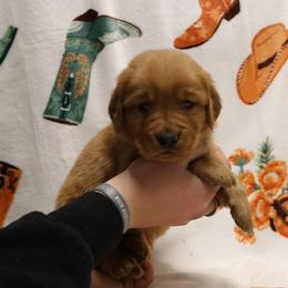Levi - Dark golden male Golden Retriever puppy in New Weston, Ohio from Bertke AKC Golden Retrievers and Bernese Mountain Dogs
