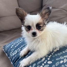 Ready Now.  Lucie's white and sable boy 2 - White and sable male Papillon puppy in Shirley, Arkansas from Lucky Pups