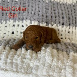 Red Collar Female - Red  female Goldendoodle puppy in Pasadena, Texas from Knightsbane Standard Poodles