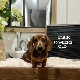 Chris P - Red male Dachshund puppy in Goodyear, Arizona from AZ Low Life Doxies