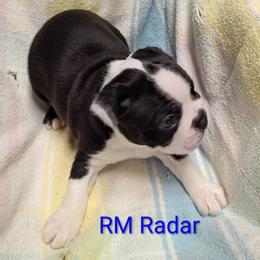 Boy 4 - male Boston Terrier puppy in Mesa, Arizona from Lehi Valley Boston Terriers