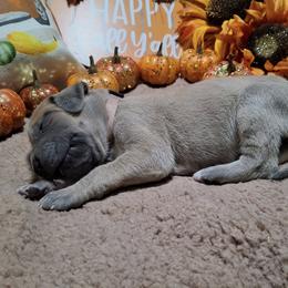 Rose - Fawn female Great Dane puppy in Seville, Florida from Caddylicious Great Danes