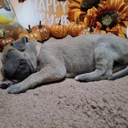 Rose - Fawn female Great Dane puppy in Seville, Florida from Caddylicious Great Danes