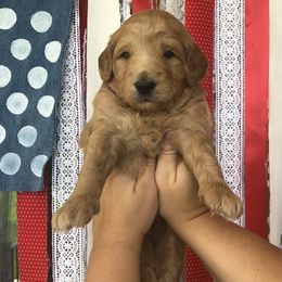 Goldendoodle Puppies from Dapper Doodles of Tennessee