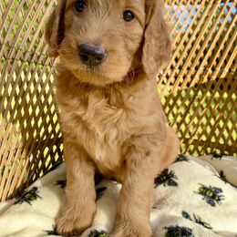 Goldendoodle Puppies from Honeydoodles