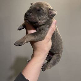 Green Collar - Blue male Great Dane puppy in Kimball, Michigan from Starlight Danes