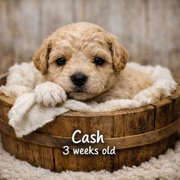 Cash - Apricot male Goldendoodle puppy in Hendersonville, Tennessee from Ben's Best Buddy Goldendoodles