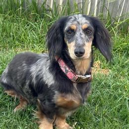 Millie - Dachshund