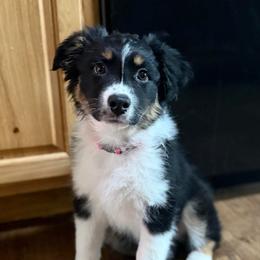 Story - Black tri-color female Australian Shepherd puppy in West Virginia from Mountain Trail Aussies