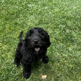 Goldendoodle Puppies from Lundee Doodles