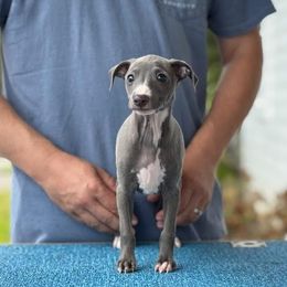 Boy 1 - Blue male Italian Greyhound puppy in Sugar Valley, Georgia from Pinnacle Farm and Kennel