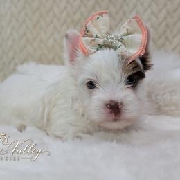 Collette - Chocolate, tan and white female Yorkshire Terrier puppy in Austin, Texas from Rhine Valley Yorkies