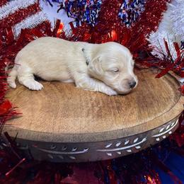MWM4 cream or red - Cream male Dachshund puppy in Carthage, Texas from Rafter C Ranch Doxies