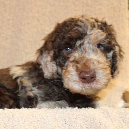 Banner - Green collar - Merle male Labradoodle puppy in Grants Pass, Oregon from Oregon Valley Pups