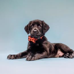 Aussiedoodle and Labradoodle Puppies from Doodles on Duty