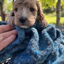 Cavapoo Puppies from Montana Cavapoo