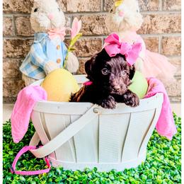 Ruby - Brown female Bernedoodle puppy in Lake City, Florida from 224 Doodles and Poodles