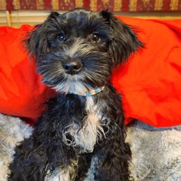 Fendi - Miniature Schnauzer