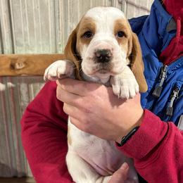 Girl 2 - Lemon and white female Basset Hound puppy in Noblesville, Indiana from Russell Bassets