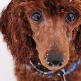 Titan - Poodle
