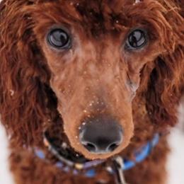 Titan - Poodle