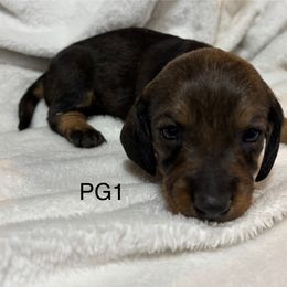 PG1 - Wild boar Dachshund puppy in South Carolina from Purebred Dachshunds