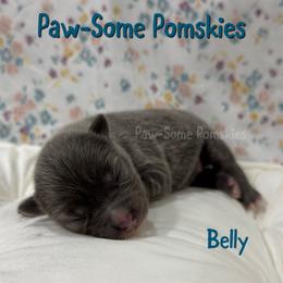Belly - Blue female Pomsky puppy in Krum, Texas from Paw-Some Pomskies