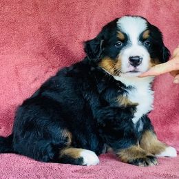Boy 1 - Black rust and white male Bernese Mountain Dog puppy in Bristol, Tennessee from Holston Hollow Farm