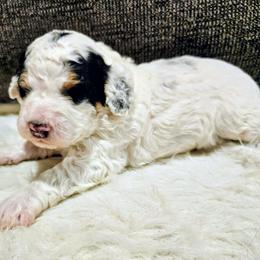 Patch - Tri-color male Bernedoodle puppy in Forest, Ohio from Mini Doodle Buddies
