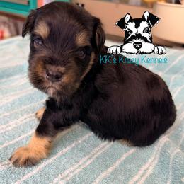 Black and silver - Black and silver male Miniature Schnauzer puppy in Kaufman, Texas from KK’s Krazy Kennels