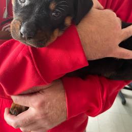 Rottweiler Puppies from Gregory Mulkey's Rottweilers