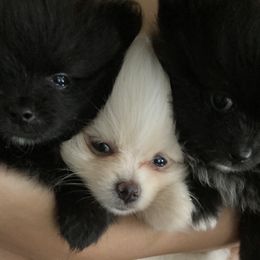 Pomeranian puppies from Lucky Poms of Los Angeles