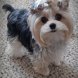 Yorkshire Terrier All Grown Up from Absolut' Parti Yorkies