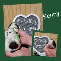 Kenny - Liver and white male English Springer Spaniel puppy in Freeland, Michigan from McNally's Springer Spaniels