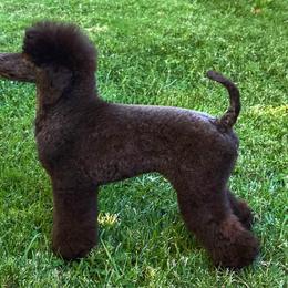 Tini - Poodle