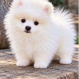 Marshmallow - White male Pomeranian puppy in Grand Prairie, Texas from D’ Pomlovers