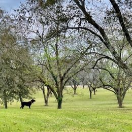Black and Tan Coonhounds from Southreign Black and Tans