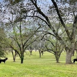 Black and Tan Coonhounds from Southreign Black and Tans