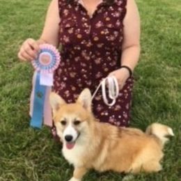 Pembroke Welsh Corgi Puppies from Her Royal Corgi