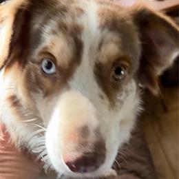 Shelby - Australian Shepherd