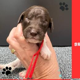 Jasper: Red Collar - Parti male Goldendoodle puppy in Raceland, Louisiana from Cajun Doodles